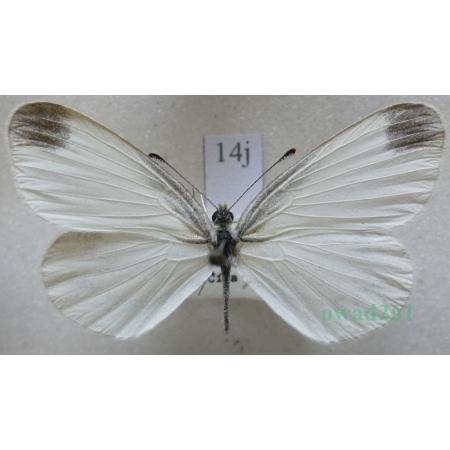 Leptidea sinapis (Linnaeus, 1758) male Wietek gorczycznik Czech14j